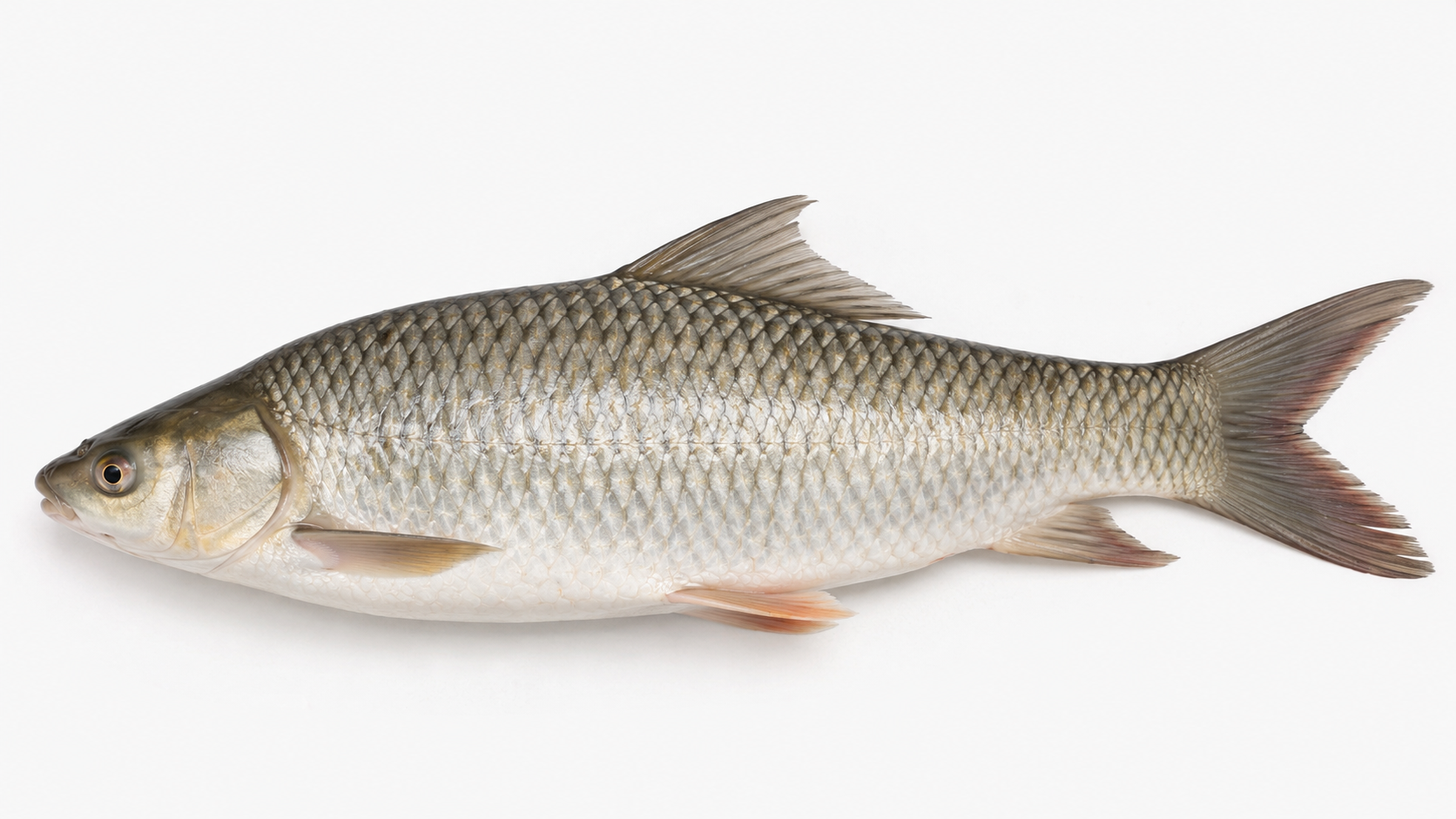 Whole Mrigal fish (~4 lb) – Fresh Meat Factory