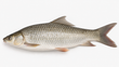Whole Mrigal fish (~4 lb)