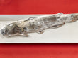 Whole Catfish Fish (~4 lbs)