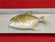 Golden Pomfret Fish (~2 lbs)