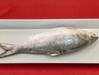 Whole Hilsa Fish (~2 lbs)